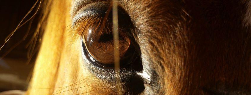 horses eye overview of services