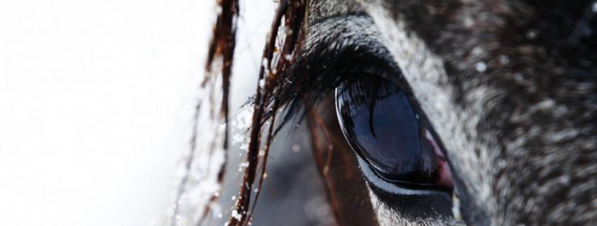 confidence riding camps horse riding 05